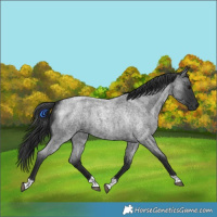 Horse Color:Blue Roan Tobiano