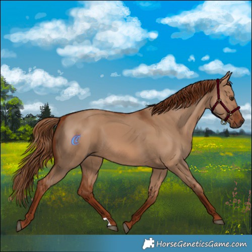 Horse Color:Red Dun 