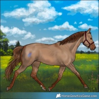 Horse Color:Red Dun 