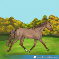 Horse Color:Red Dun 