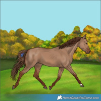 Horse Color:Red Dun 