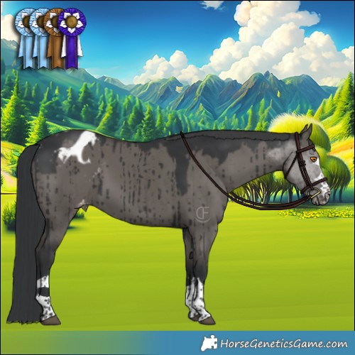 Horse Color:Grullo Appaloosa Brindle 