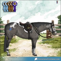 Horse Color:Grullo Blanket Brindle 