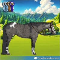 Horse Color:Grullo Appaloosa Brindle