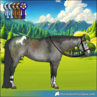 Horse Color:Grullo Blanket Brindle 