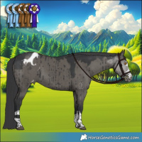Horse Color:Grullo Appaloosa Brindle 