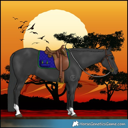 Horse Color:Black Tobiano 