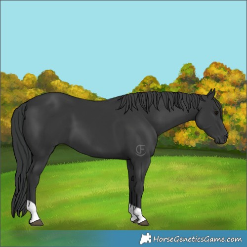 Horse Color:Black Tobiano 