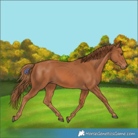 Horse Color:Chestnut 