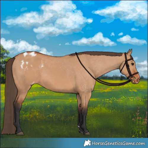 Horse Color:Bay Dun Appaloosa 