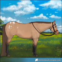 Horse Color:Bay Dun Blanket 