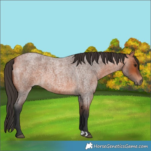 Horse Color:Bay Roan 