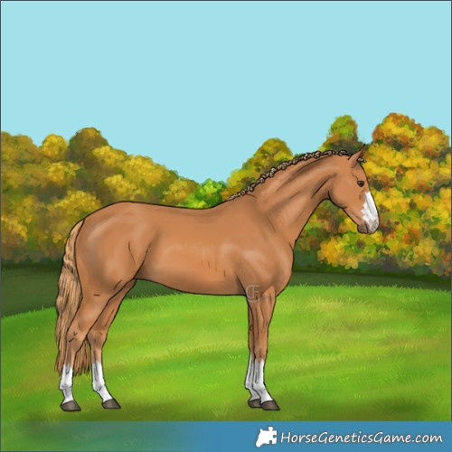 Horse Color:Chestnut 
