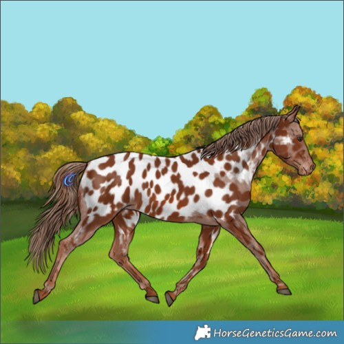 Horse Color:Chestnut Appaloosa