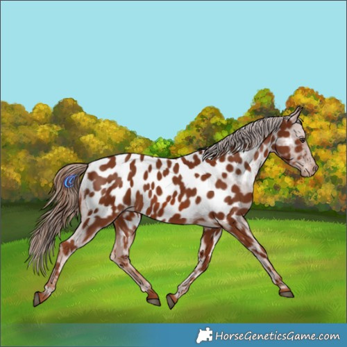 Horse Color:Chestnut Appaloosa 
