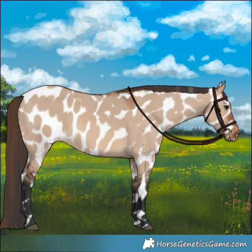 Horse Color:Brown Dun Leopard 
