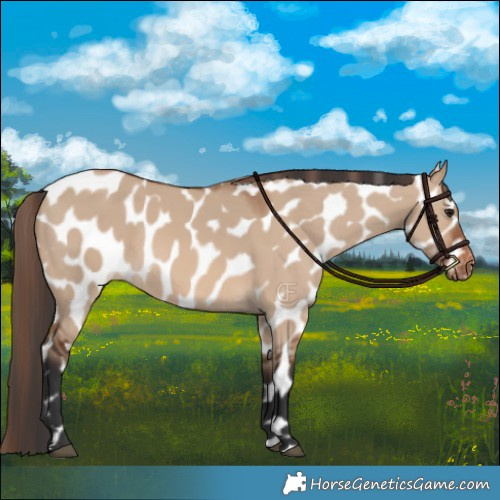 Horse Color:Brown Dun Appaloosa 