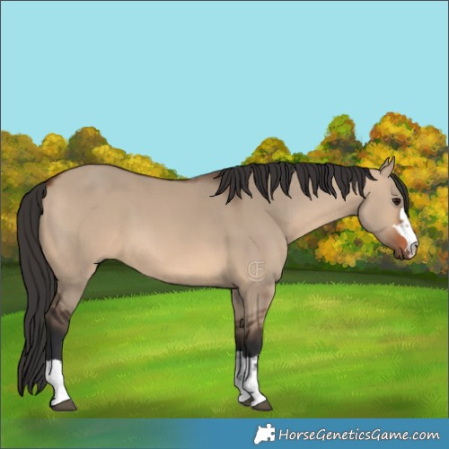 Horse Color:Brown Dun 