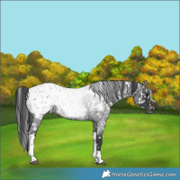 Horse Color:Blue Roan Tobiano Appaloosa