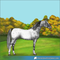 Horse Color:Blue Roan Tobiano Appaloosa 