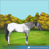 Horse Color:Blue Roan Tobiano Appaloosa 