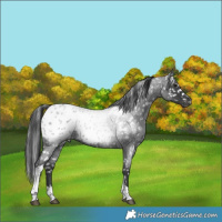 Horse Color:Blue Roan Tobiano Appaloosa 