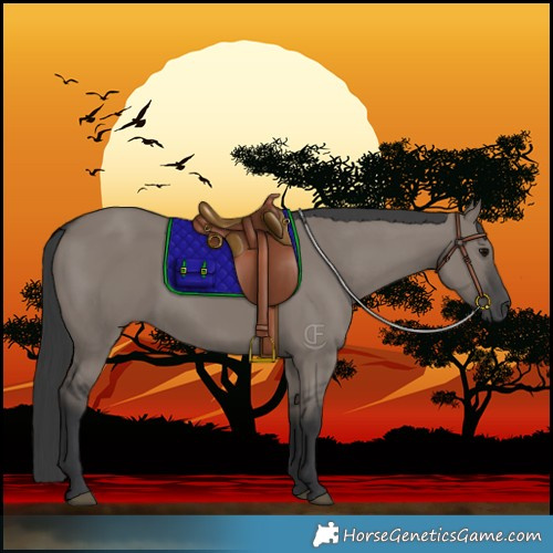 Horse Color:Grullo 