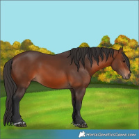 Horse Color:Brown 