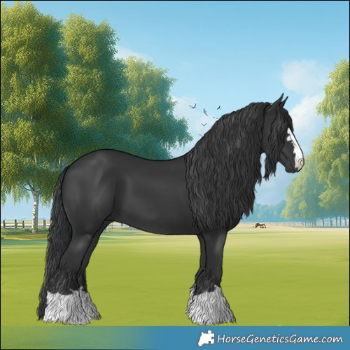 Horse Color:Black 