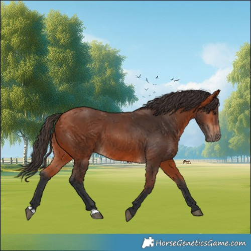 Horse Color:Bay 
