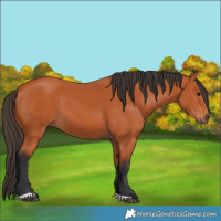 Horse Color:Bay 