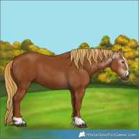 Horse Color:Gray Chestnut 