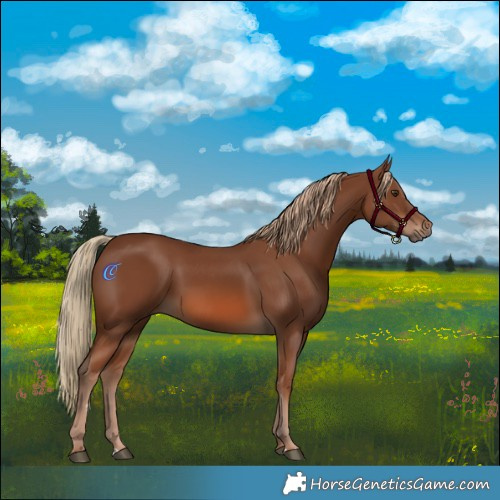 Horse Color:Chestnut 