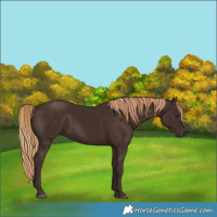 Horse Color:Liver Chestnut 