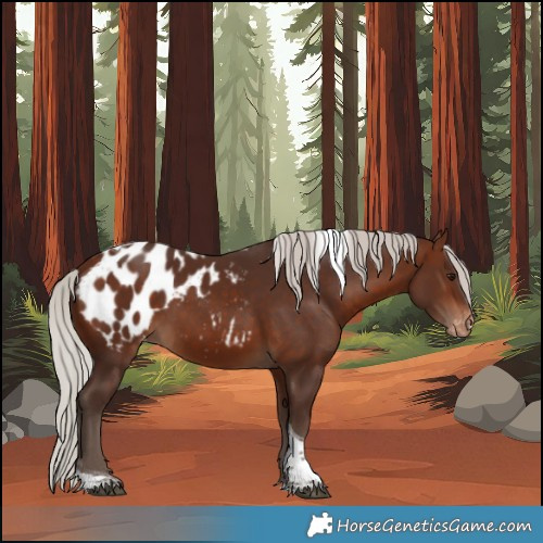 Horse Color:Silver Bay Tobiano Appaloosa 