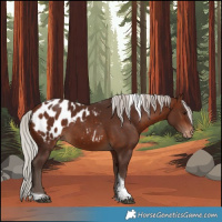 Horse Color:Silver Bay Tobiano Blanket 