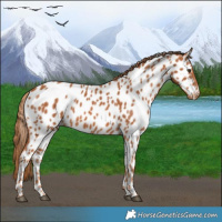 Horse Color:Chestnut Near Leopard 