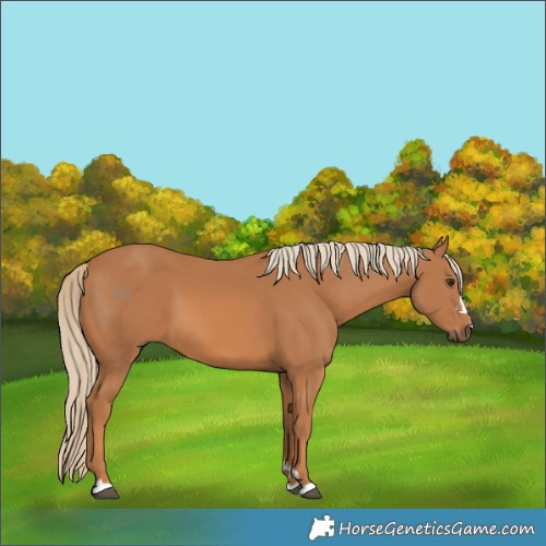Horse Color:Chestnut 