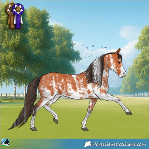 Horse Color:Bay Sabino 