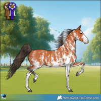 Horse Color:Bay Sabino 