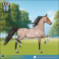 Horse Color:Bay Roan Tobiano