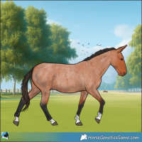 Horse Color:Bay Roan Tobiano