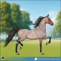 Horse Color:Bay Roan 