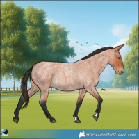 Horse Color:Bay Roan 