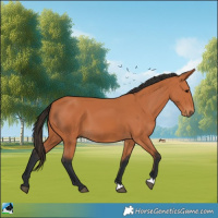 Horse Color:Bay 