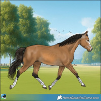 Horse Color:Gray Buckskin 