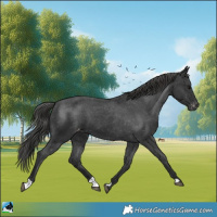Horse Color:Black Appaloosa 