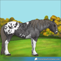 Horse Color:Smoky Black Tobiano Appaloosa 