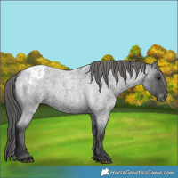 Horse Color:Blue Roan Appaloosa 
