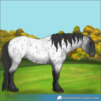 Horse Color:Blue Roan Near Leopard 